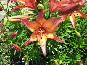 Lily flowers