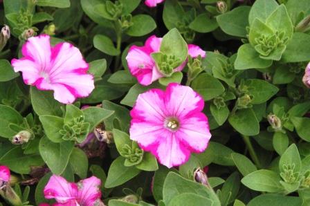 Petunia flowers and foliage