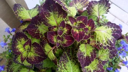 Coleus foliage