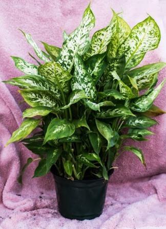Dieffenbachia plant