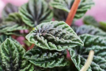 Peperomia foliage