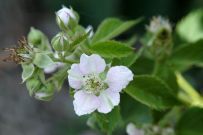 blackberry flower