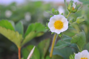 strawberry flower