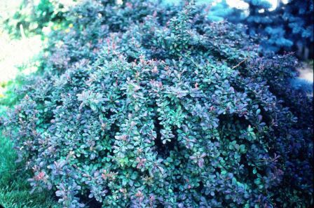 Barberry plant