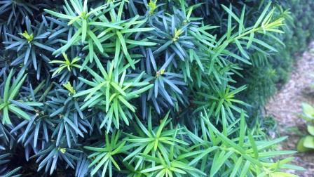 Yew foliage